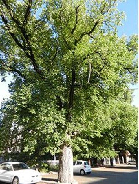 Zelkova serrata mature