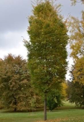 ZELKOVA SERRATA MUSHASHINO Mature example