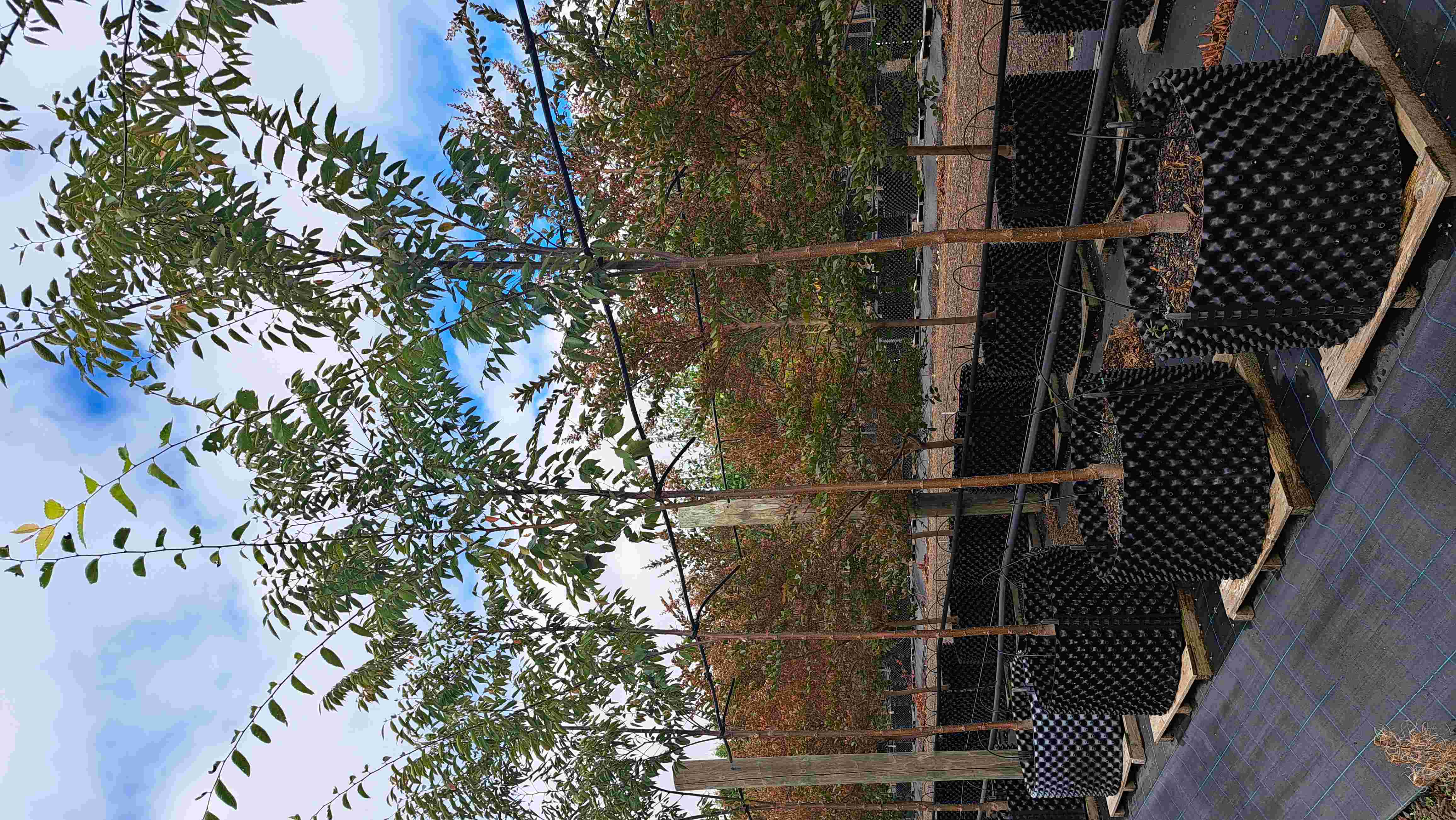 Zelkova serrata Green vase